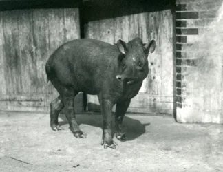 Een Braziliaanse of Zuid-Amerikaanse Tapir in de London Zoo, september 1922